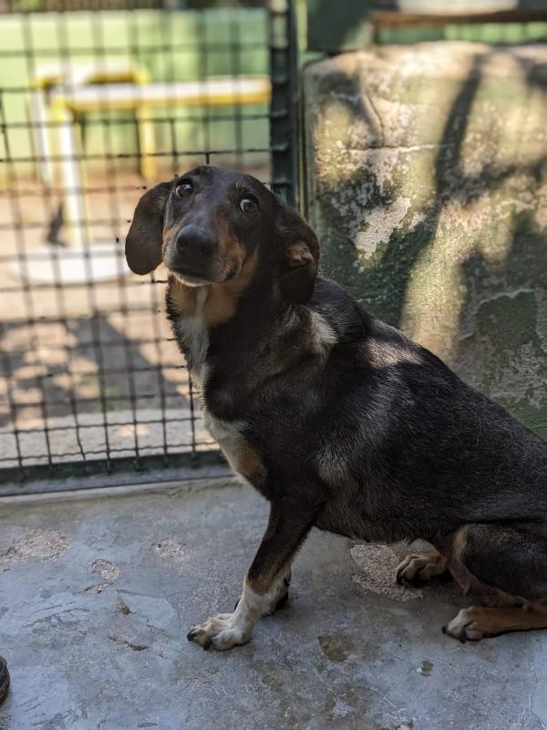 NOISETTE - cagnolina di 2 anni e mezzo Foto 3